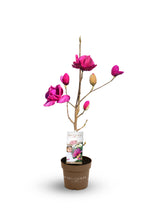 Laden Sie das Bild in den Galerie-Viewer, Magnolie MeganoliaStamm 60cm

