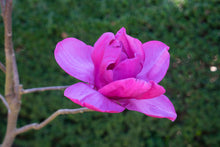 Laden Sie das Bild in den Galerie-Viewer, Magnolie MeganoliaStamm 60cm
