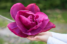 Laden Sie das Bild in den Galerie-Viewer, Magnolie MeganoliaStamm 60cm
